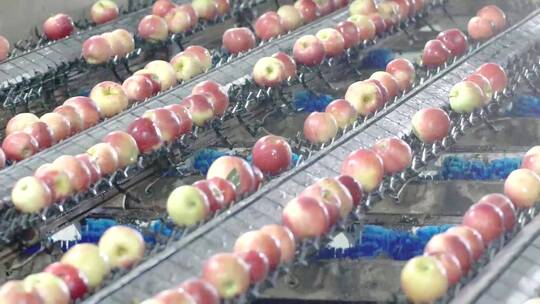 现代化苹果油桃清洗农产品包装加工流水线视频素材模板下载