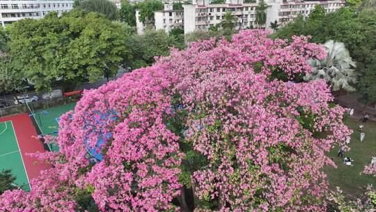 中国广东省广州市天河区华南师范大学异木棉