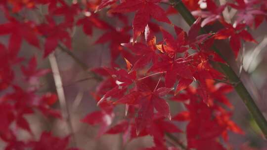 红枫树叶