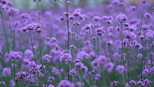 薰衣草 花海