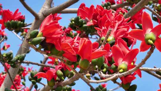 盛开的木棉花特写