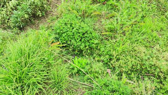 农村房屋绿色植物菜园花草树木