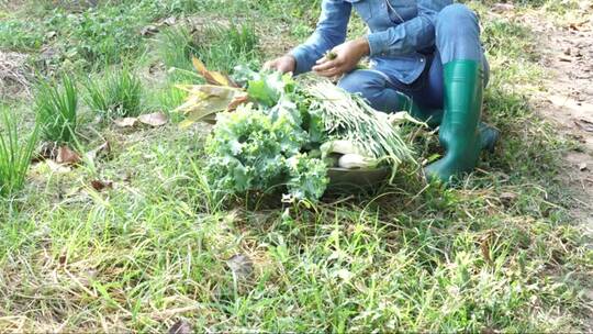 农民从花园农场采摘韭菜