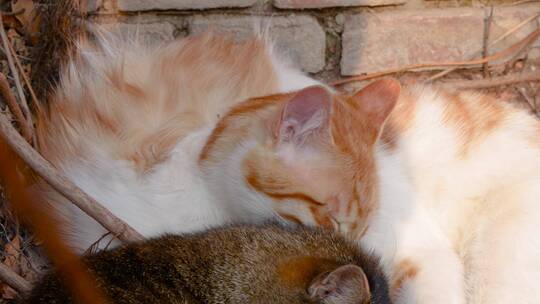猫温馨画面猫聚在一起休息舔毛视频素材模板下载