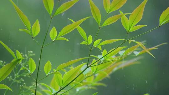 春天下雨樟树树叶雨滴升格视频