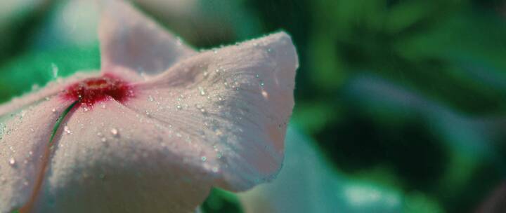 雨水滴落在花瓣上特写