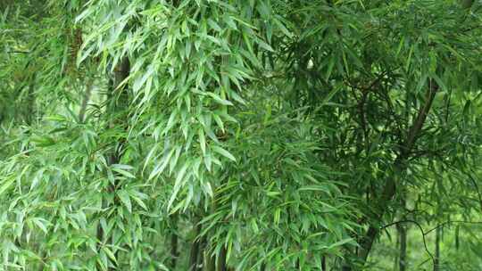 下雨天茂密的竹林枝叶繁茂生机勃勃的景象