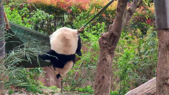 四川成都大熊猫繁育基地可爱的熊猫视频素材模板下载