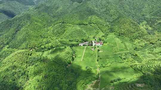 高山茶园航拍（高海拔）