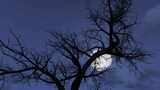 漆黑夜晚树梢上升起的月亮延时高清在线视频素材下载