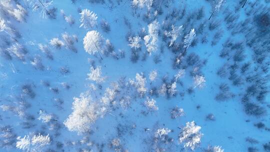 航拍林海雪原银装素裹的松林视频素材模板下载