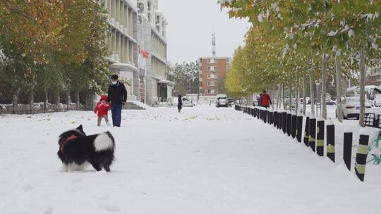 城市大雪