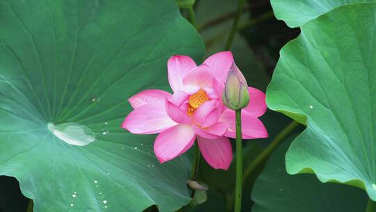 荷花自然涟漪露水池塘开花莲蓬公园花瓣雨诗