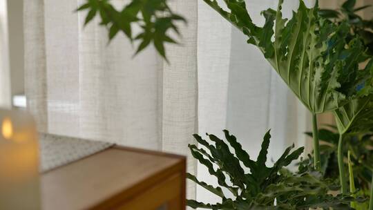 慢动作拍摄窗前飘动的窗帘和植物