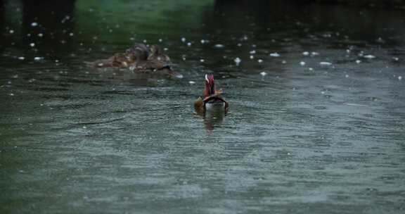 雨中的鸳鸯