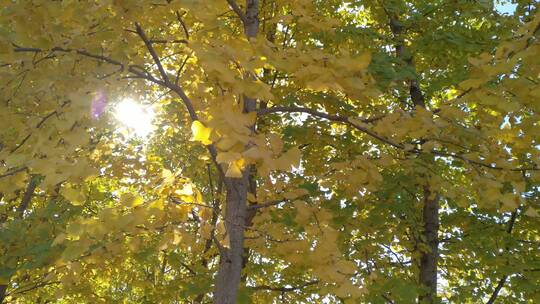 秋天里金黄秋叶唯美的阳光银杏树树叶