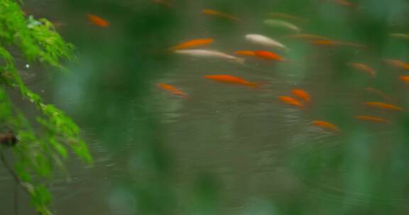 江南中式园林庭院绿植鱼池唯美空镜