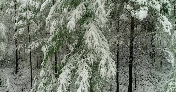 航拍森林冰雪