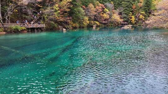 九寨沟秋天五花海彩林最美水景秋景