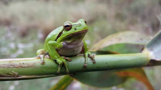 绿色青蛙坐在树枝上