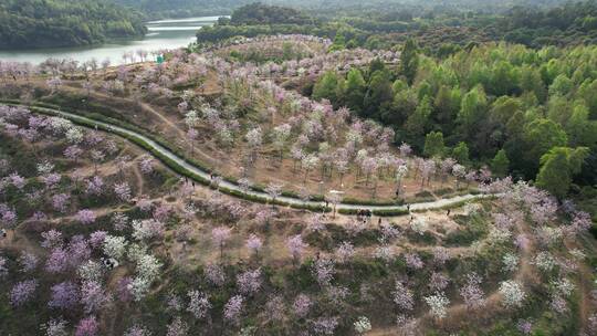 平湖生态园紫荆花视频素材模板下载