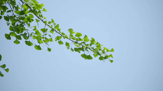 220516银杏树林B01686978