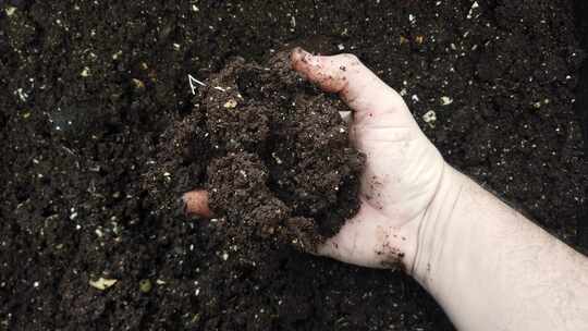 农民手拿黑色有机土壤查看土壤状态！