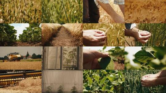 各式农作物视频素材模板下载