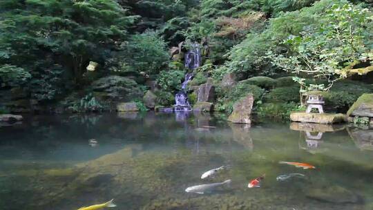 五彩缤纷的金鱼在池塘里游水