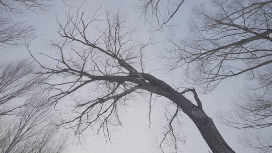 秋冬季伸向天空的枝桠运动镜头4k50帧灰片