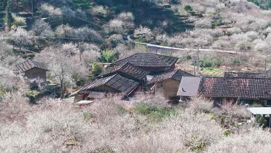 福州永泰青梅花航拍（葛岭万石村）15