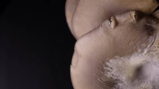 平菇蘑菇食用菌视频素材模板下载