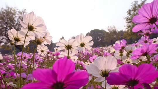 格桑花特写