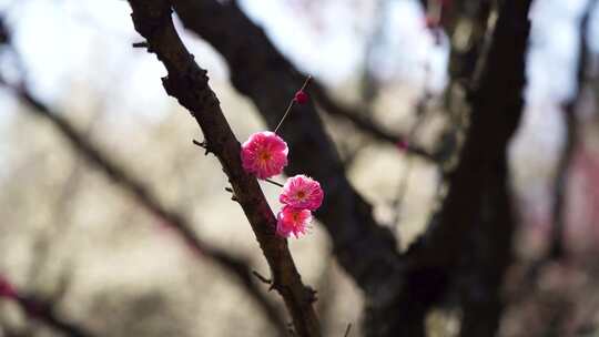 春天蜜蜂在梅花花朵上授粉采蜜