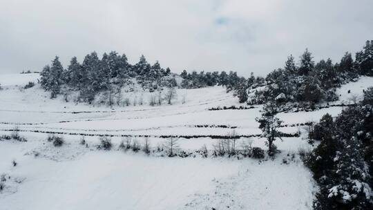 冬季雪山自然风光视频积雪覆盖雪山树林