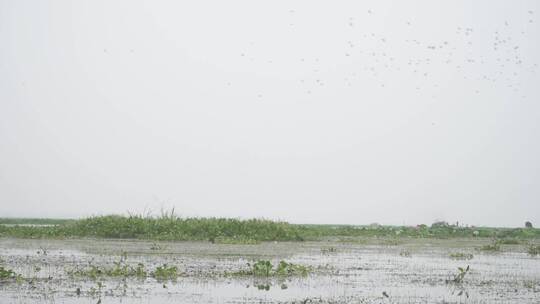 湖区拆围后生态恢复好大批水鸟栖息视频素材模板下载