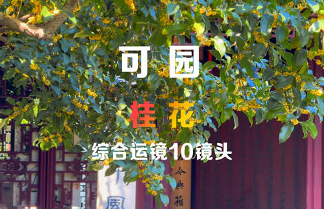 苏州园林可园桂花拍摄10镜组合