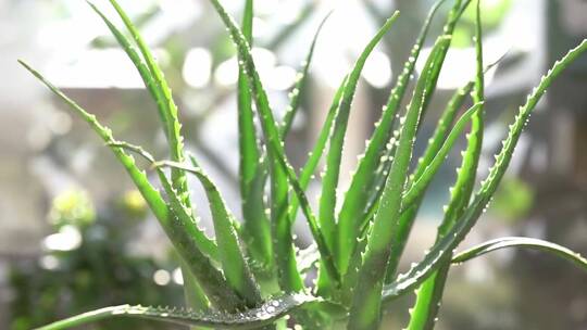 芦荟种植盆摘