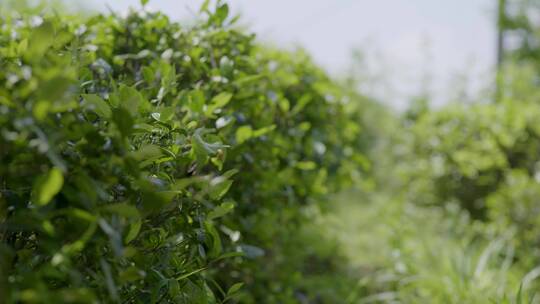 高山茶场 茶叶 茶山 绿茶 百叠岭茶叶