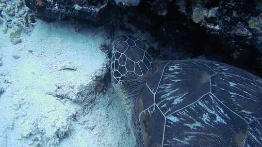 海龟水下视频