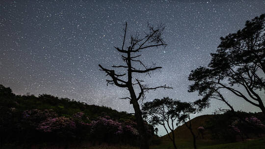 4K原创罗定八排山杜鹃花星空延时风景空镜