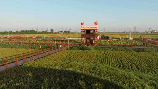 天津津南区小站稻会馆种植核心区航拍