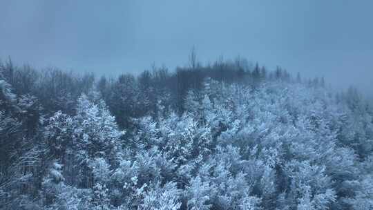 东北冬天暴雪大雪中的林海雪原