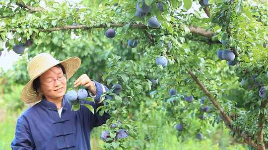 黑布林产地 黑布林李子 黑布李