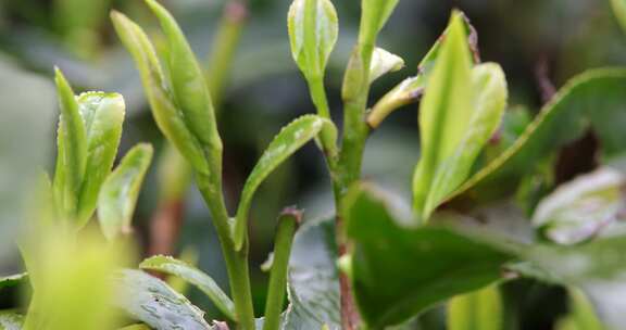 杭州西湖龙井新茶嫩茶叶特写