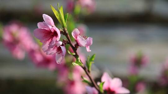 实拍农业大棚  桃花开放  桃花开