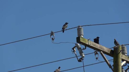 电线上的鸟儿开始飞翔视频素材模板下载