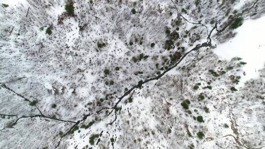 一片积雪森林的卫星视图