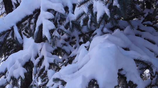 冬天公园老树小河雪景