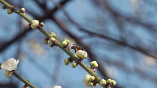 春天阳光下盛开的白色梅花和蜜蜂